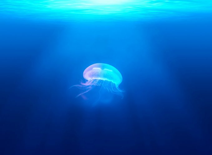 Wallpaper jellyfish, underwater, Animals 735217841